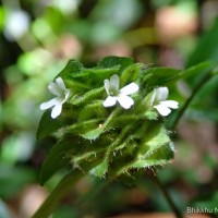 Phaulopsis dorsiflora (Retz.) Santapau